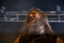 Amon Amarth 